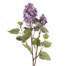 Λουλούδι Κλαδί c164787