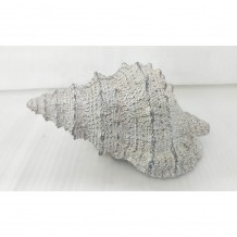 MARE ΔΙΑΚΟΣΜΗΤΙΚΟ ΚΟΧΥΛΙ POLYRESIN NATURAL 19 5x12xY10cm c237256