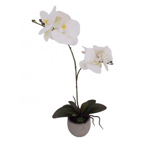 ORCHIDEA 3 ΦΥΤΟ ΣΕ ΓΛΑΣΤΡΑ ΛΕΥΚΟ Δ9xΥ48cm c337577