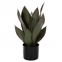 ΔΙΑΚΟΣΜΗΤΙΚΟ ΣΥΝΘΕΤΙΚΟ ΦΥΤΟ HM7996 ΠΛΑΤΥΦΥΛΛΗ ΣΑΝΣΕΒΙΕΡΙΑ ΣΕ ΓΛΑΣΤΡΑ Φ14x12-51Υεκ c469750