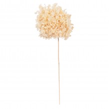 ΔΙΑΚΟΣΜΗΤΙΚΟ ΑΠΟΞΗΡΑΜΕΝΟ ΛΟΥΛΟΥΔΙ ΟΡΤΑΝΣΙΑ HM7954 ΕΚΡΟΥ 55Υεκ c489316