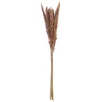  Δέσμη Pampas Grass Sinthetical Brown X X70Cm N A c492625