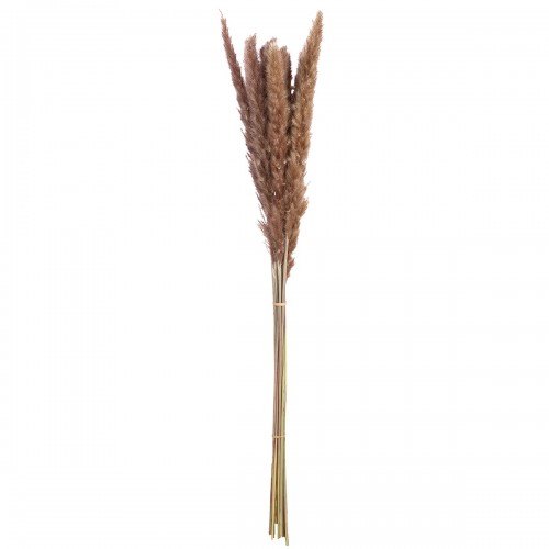  Δέσμη Pampas Grass Sinthetical Brown X X70Cm N A c492625