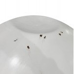 ΔΙΑΚΟΣΜΗΤΙΚΟ ΤΡΑΠΕΖΙ ΣΑΛΟΝΙΟΥ BOWL Φ91x38 5Yεκ ΛΕΥΚΟ ΜΕ ΞΥΛΟ ΑΚΑΚΙΑΣ HM8717 23 Β ΔΙΑΛΟΓΗΣ c539862