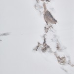 COCOA ΤΡΑΠΕΖΙ ΑΣΠΡΟ ΜΑΡΜΑΡΟ 80x80x75cm c540487