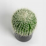 FEROCACTUS ΦΥΤΟ ΤΕΧΝΗΤΟ ΣΕ ΓΛΑΣΤΡΑ 18x18x30cm ΥΦΑΣΜΑ ΠΡΑΣΙΝΟ ΛΕΥΚΟ ΠΛΑΣΤΙΚΟ c540506