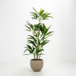 SCILLA ΓΛΑΣΤΡΑ SET 2ΤΜΧ 40x40x34cm ΤΣΙΜΕΝΤΟ ΚΑΦΕ ΑΝΟΙΧΤΟ c540565