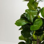 FICUS PANDURATA ΔΕΝΤΡΟ ΤΕΧΝΗΤΟ ΣΕ ΓΛΑΣΤΡΑ 180cm ΥΦΑΣΜΑ ΠΡΑΣΙΝΟ PVC c540573